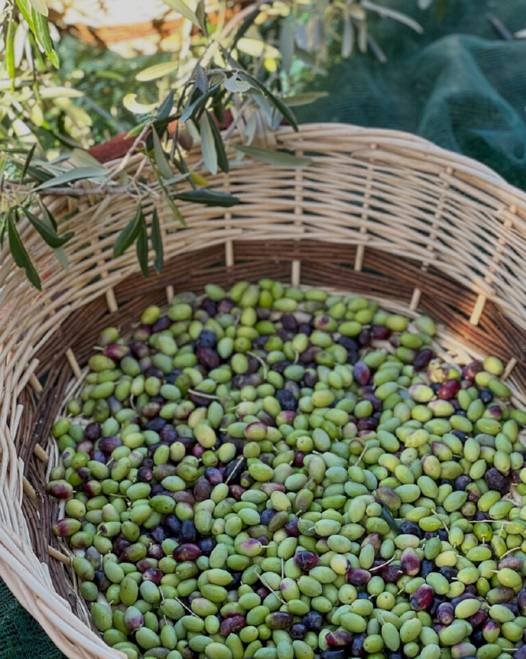Greek products experience at Filoxenia Kalamata
