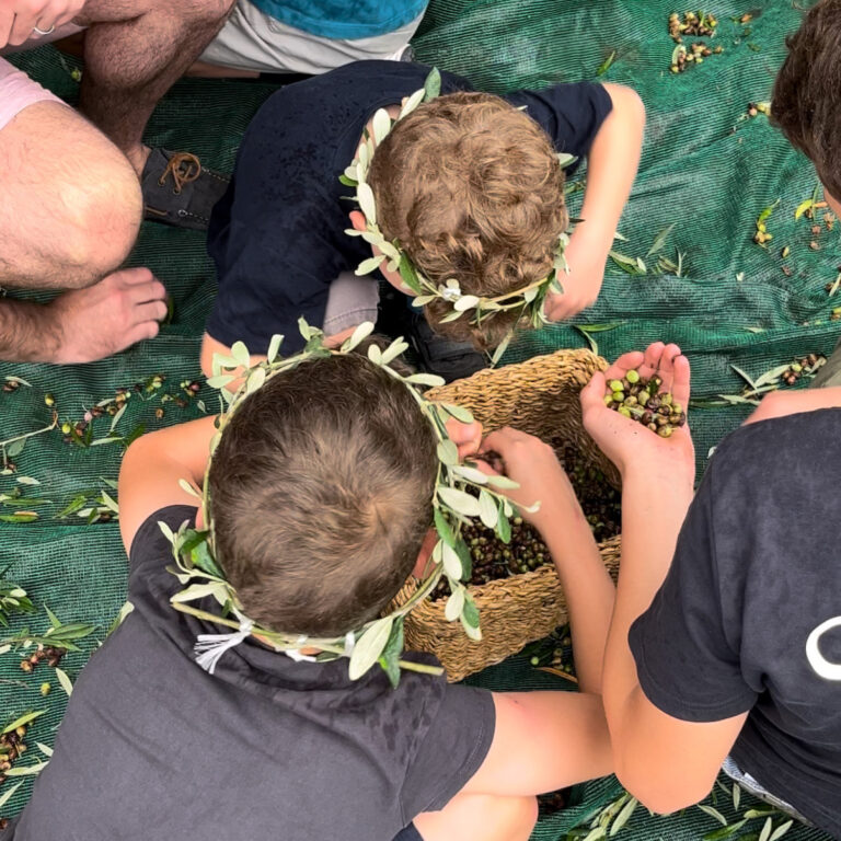Olive harvest experience at Filoxenia Kalamata