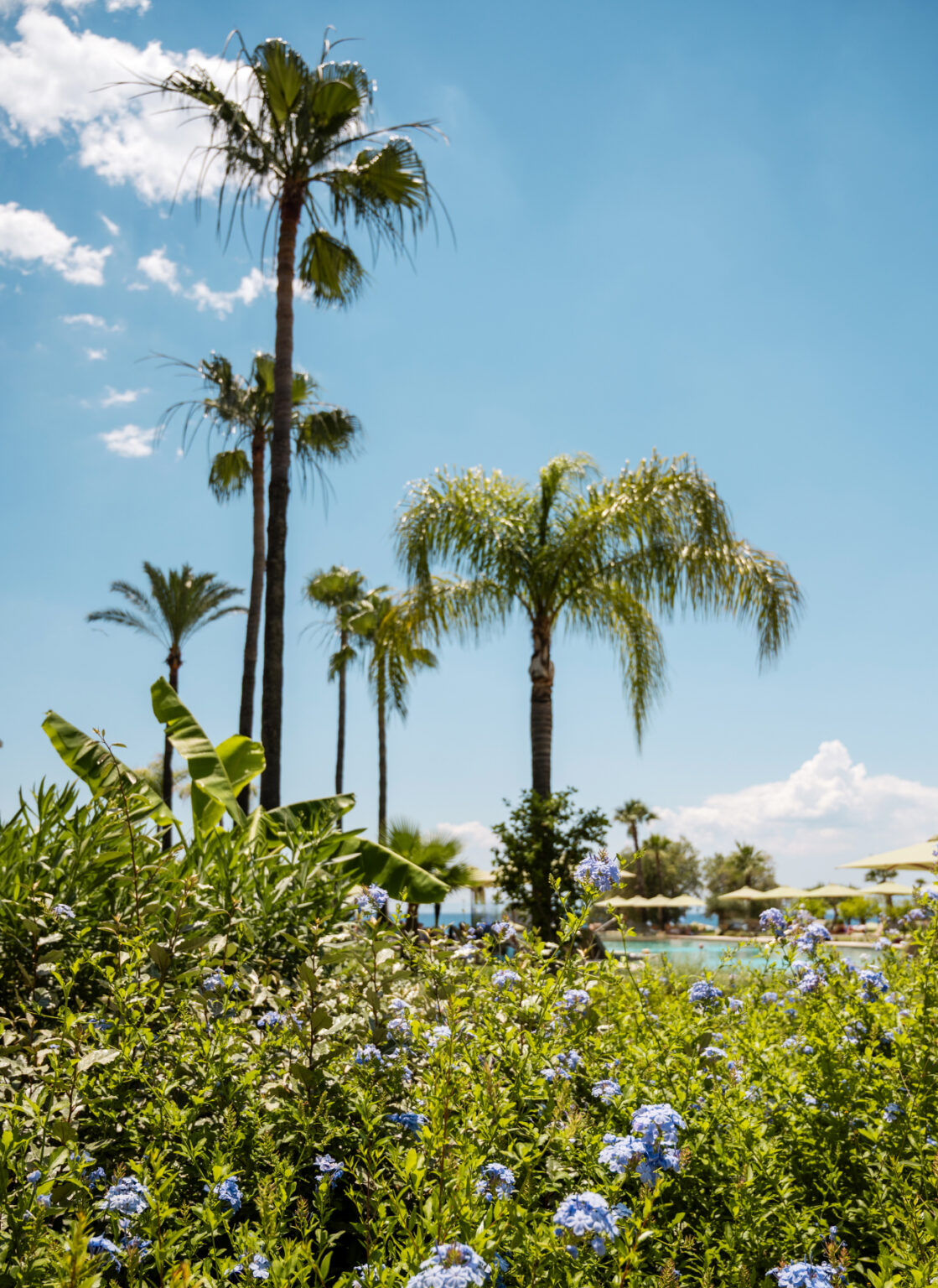 Lush palm gardens and flowers beside the pool