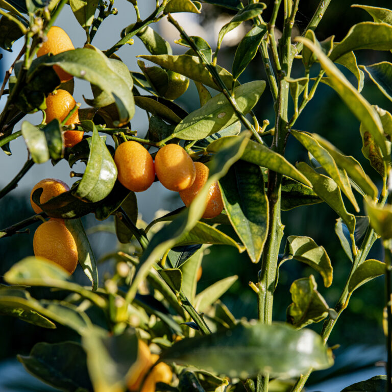 Nature at LUXME Kos