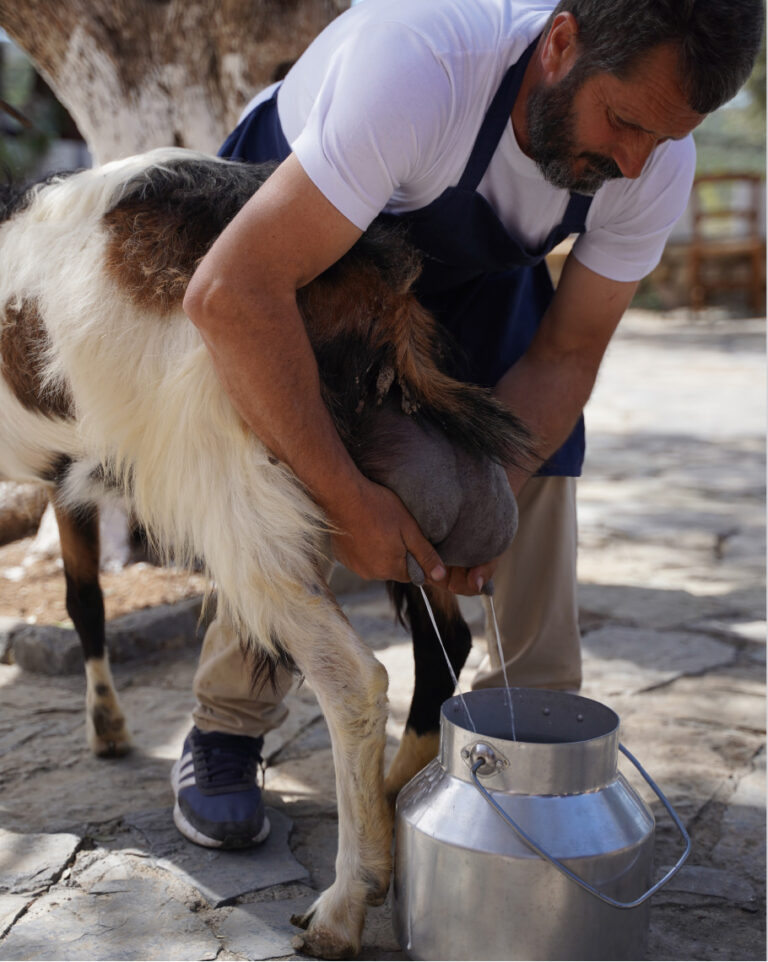 Goat milking demonstration during a farm tour at Grecotel Agreco Farm.