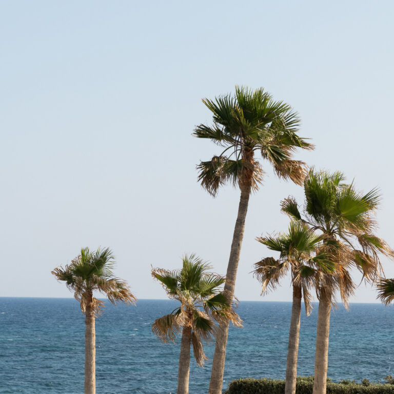 Grecotel LUXME White Crete palm trees overlooking the sea.